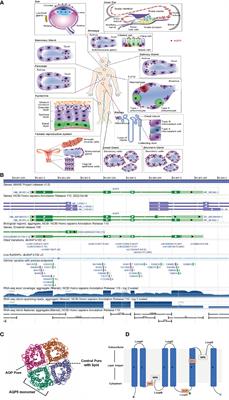 AQP5 Is a Novel Prognostic Biomarker in Pancreatic Adenocarcinoma